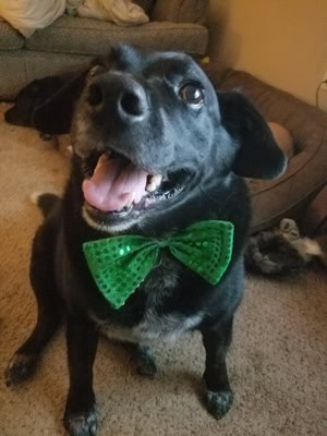 Frank with a Bow Tie