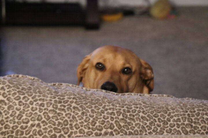 Roscoe