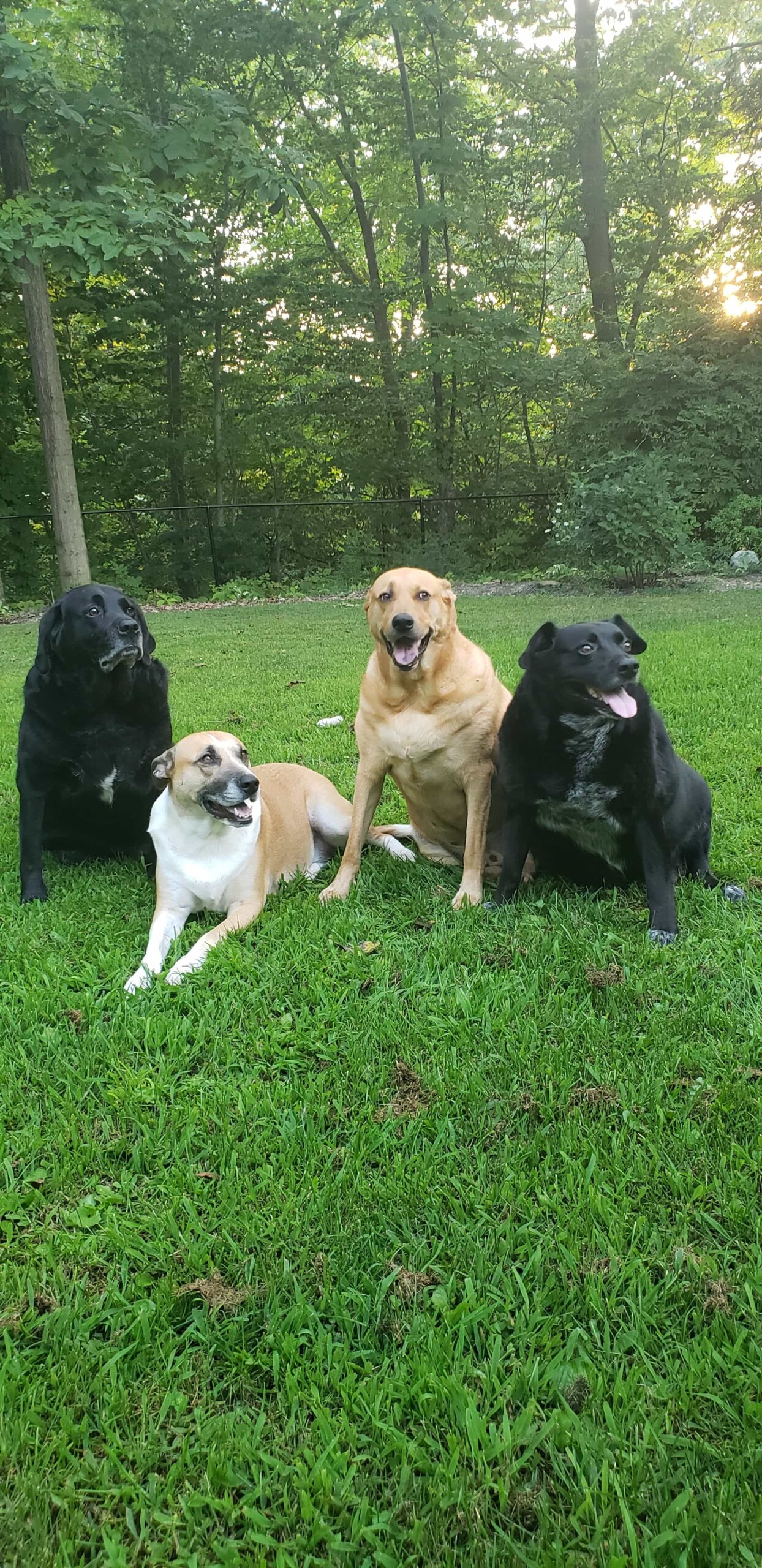 Our Dogs